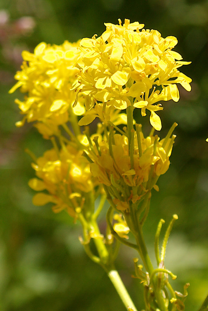 Sisymbrium austriacum / Erba cornacchia austriaca